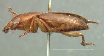 Media type: image;   Entomology 5884 Aspect: habitus lateral view